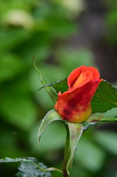 Gyönyörű Vörös Rózsa Kertben — Stock Fotó