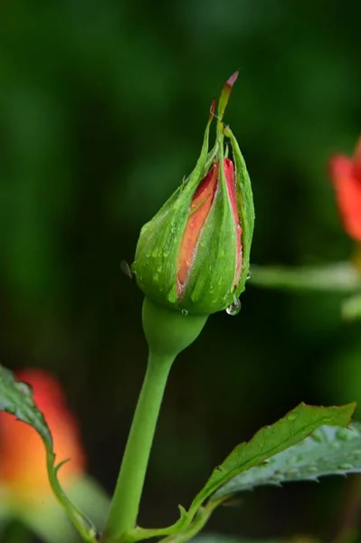 Όμορφη Βοτανική Βολή Φυσική Ταπετσαρία Τριαντάφυλλο Λουλούδι Στον Κήπο — Φωτογραφία Αρχείου