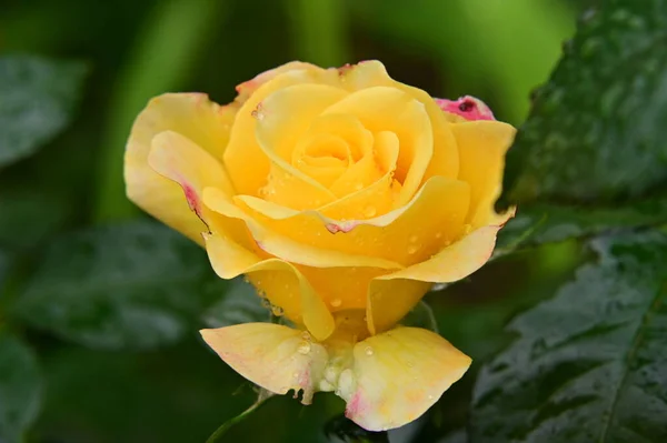 庭に美しい黄色のバラが — ストック写真