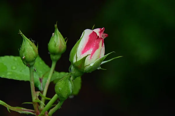 Όμορφο Λευκό Και Ροζ Τριαντάφυλλο Στον Κήπο — Φωτογραφία Αρχείου