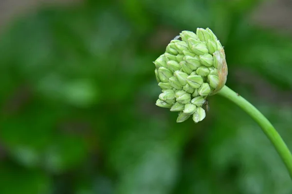 Piante Verdi Che Crescono Giardino — Foto Stock