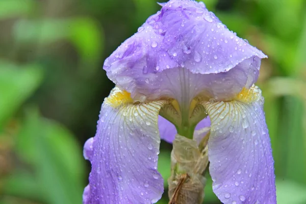 Bellissimo Fiore Iris Viola Giardino — Foto Stock