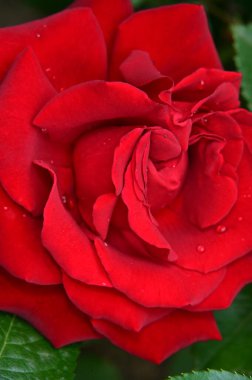 Bahçedeki güzel kırmızı gül