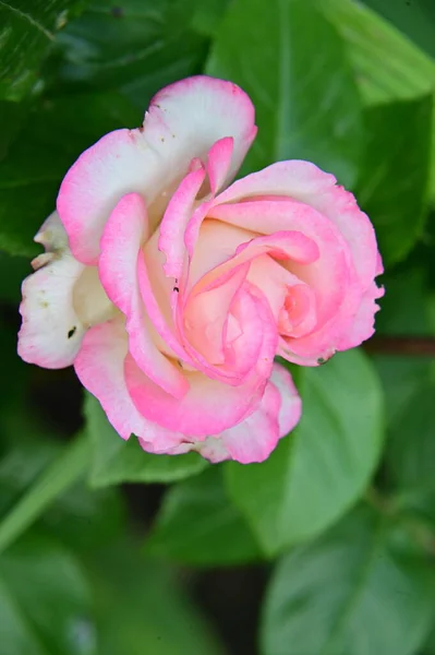 Gyönyörű Fehér Rózsaszín Rózsa Kertben — Stock Fotó