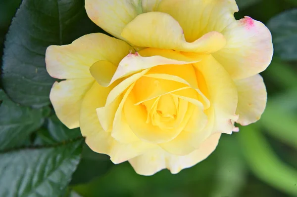 Belle Rose Jaune Dans Jardin — Photo