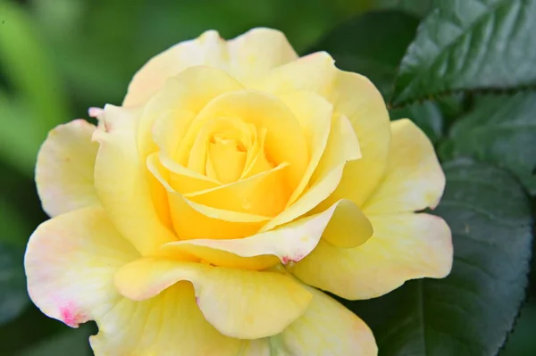 Hermosa Rosa Amarilla Jardín —  Fotos de Stock