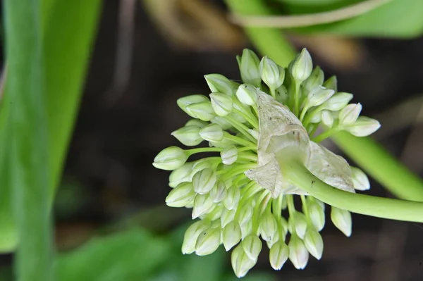 Menutup Bunga Bunga Putih Yang Indah Tumbuh Taman — Stok Foto