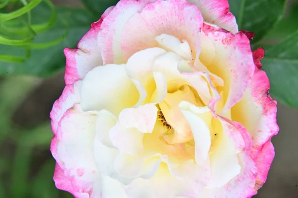 Bella Rosa Bianca Rosa Giardino — Foto Stock