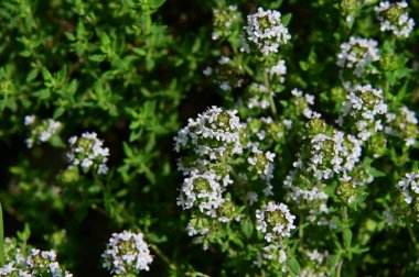 Bahçedeki güzel beyaz çiçekler