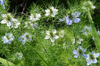 Bahçedeki güzel beyaz ve mavi çiçekler