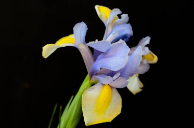 Koyu arkaplanda güzel sarı ve mor iris çiçekleri