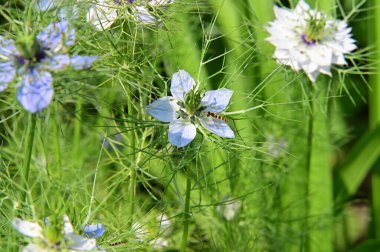 Bahçedeki güzel beyaz ve mavi çiçekler