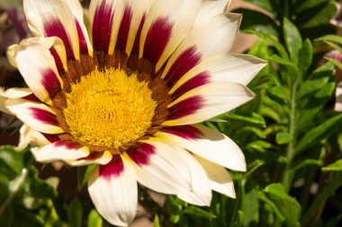 Güzel botanik fotoğrafı, doğal duvar kağıdı. Bahçedeki çiçek 