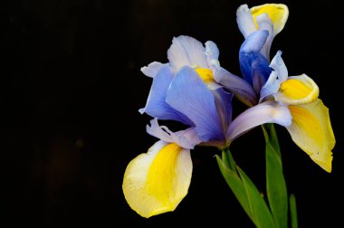 Koyu arkaplanda güzel sarı ve mor iris çiçekleri