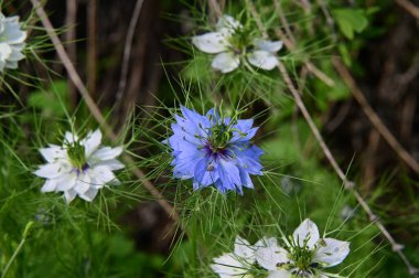Bahçedeki güzel beyaz ve mavi çiçekler