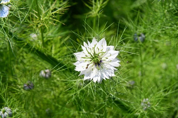 Gyönyörű Fehér Kék Virágok Kertben — Stock Fotó