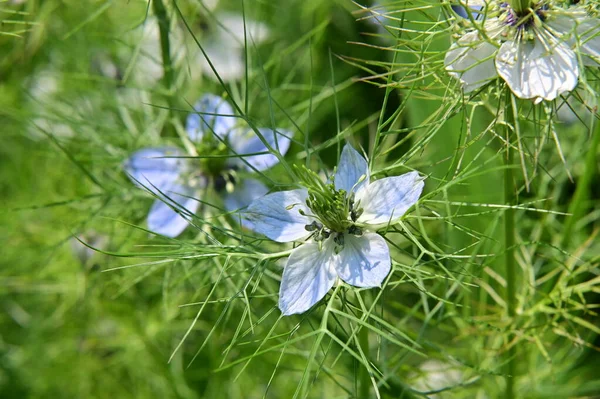 stock image beautiful white and blue flowers in the garden