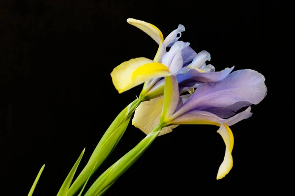 Beautiful Yellow Purple Iris Flowers Dark Background — Stock Photo, Image