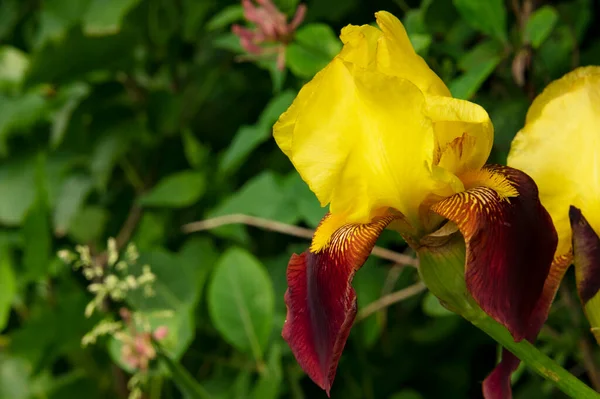 Güzel botanik fotoğrafı, doğal duvar kağıdı. Bahçedeki çiçek 