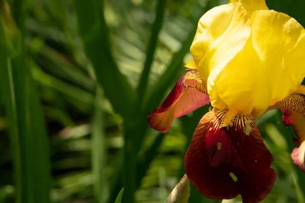 Piękny Botaniczny Strzał Naturalna Tapeta Kwiat Ogrodzie — Zdjęcie stockowe