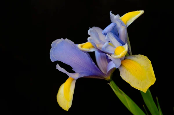 stock image beautiful yellow and purple iris flowers on dark background