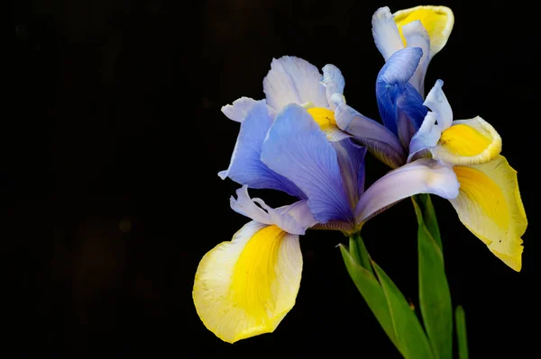 深色背景下美丽的黄色和紫色虹膜花 — 图库照片