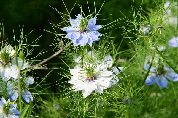 Beautiful White Blue Flowers Garden — Stock Photo, Image