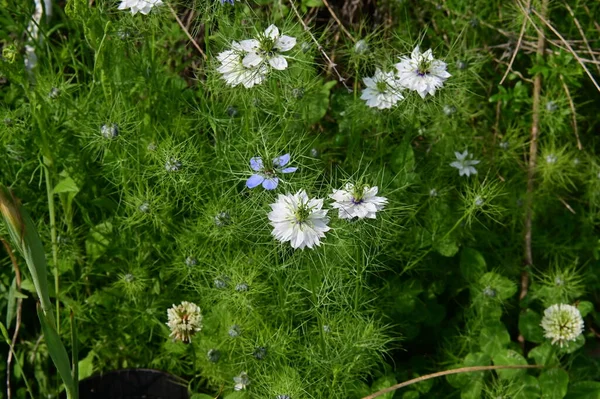 Gyönyörű Fehér Kék Virágok Kertben — Stock Fotó