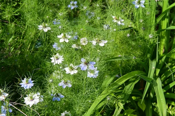 Belles Fleurs Blanches Bleues Dans Jardin — Photo