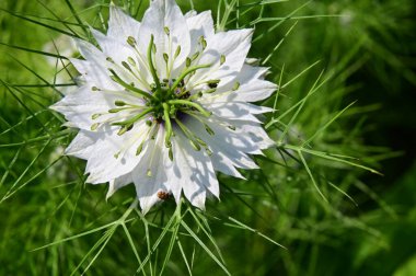 Bahçede büyüyen beyaz güzel çiçeklere yakın.
