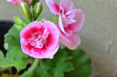 Bahçede açan güzel beyaz ve pembe çiçekler, yaz güneşli bir gün.