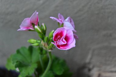 Bahçede açan güzel beyaz ve pembe çiçekler, yaz güneşli bir gün.