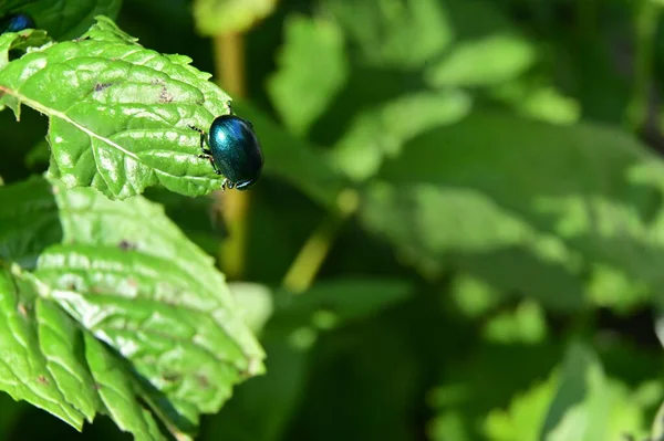 Vahşi Doğada Yeşil Yaprağın Üzerinde Oturan Böceğe Yakın Dur — Stok fotoğraf
