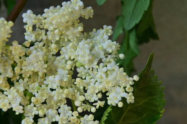 Close Hvide Smukke Blomster Vokser Haven - Stock-foto