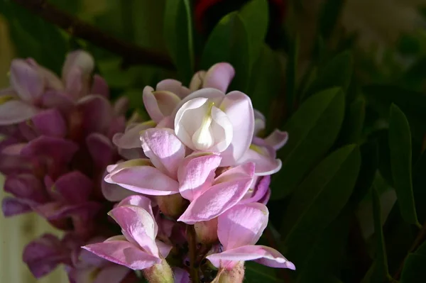 Flores Brancas Rosa Florescendo Bonitas Jardim Dia Ensolarado Verão — Fotografia de Stock