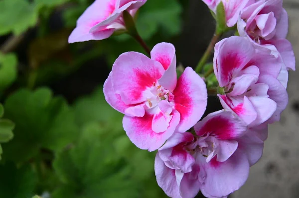 庭の美しい白とピンクの花夏の晴れた日 — ストック写真