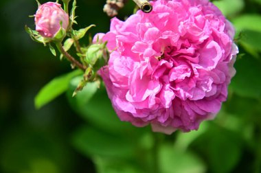 Bahçede yetişen güzel pembe güller