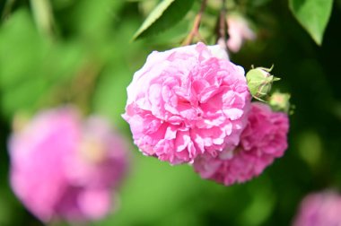 Bahçede yetişen güzel pembe güller