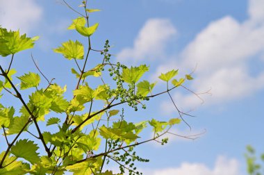 Üzüm yaprakları yeşildir.