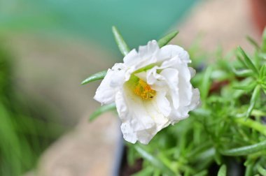 Bahçede büyüyen beyaz güzel çiçeklere yakın.