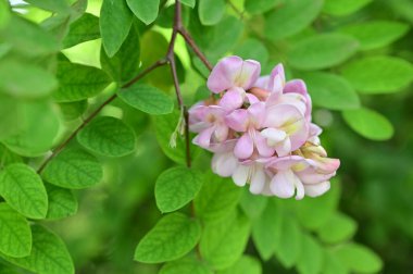 Bahçede açan güzel beyaz ve pembe çiçekler, yaz güneşli bir gün.
