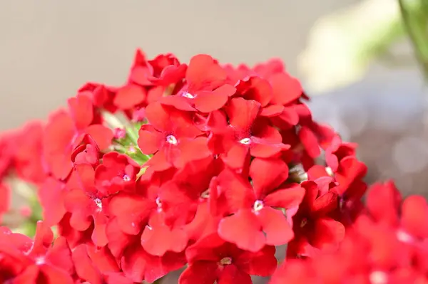 Krásné Kvetoucí Červené Květy Zahradě Letní Slunečný Den — Stock fotografie