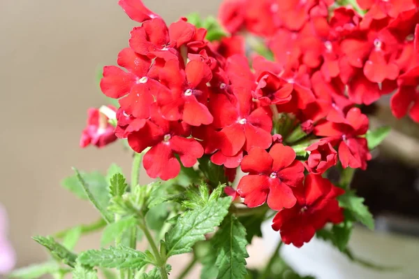 Schöne Blühende Rote Blumen Garten Sonniger Sommertag — Stockfoto