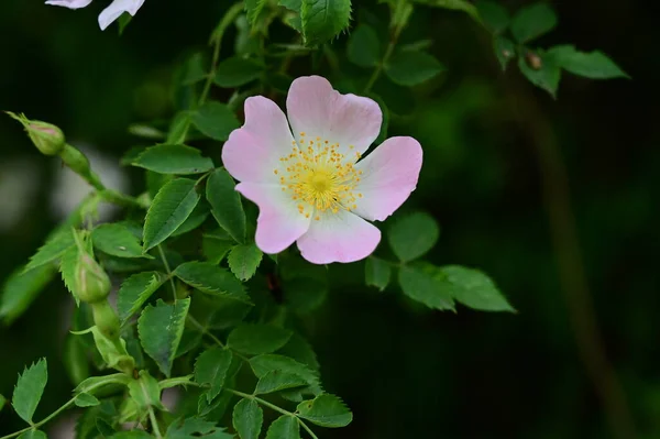 Hermosas Flores Blancas Rosadas Jardín Día Soleado Verano — Foto de Stock