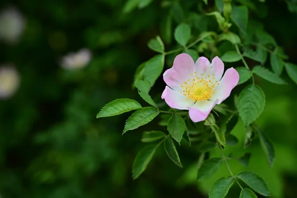 Красиві Квітучі Біло Рожеві Квіти Саду Літній Сонячний День — стокове фото
