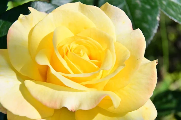 Krásná Žlutá Růže Zahradě — Stock fotografie