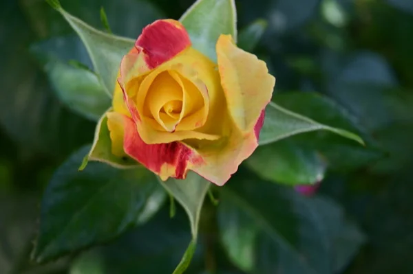 Vacker Ljus Ros Blomma Närbild — Stockfoto