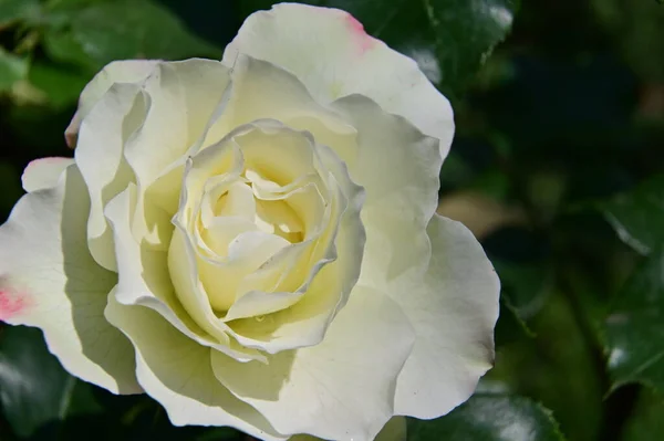盛开的白玫瑰花的特写 — 图库照片