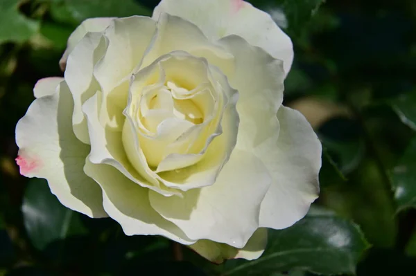 Aproape Floarea Trandafir Alb Înflorit — Fotografie, imagine de stoc