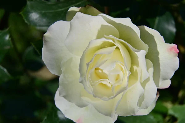 白いバラの花を咲かせ — ストック写真